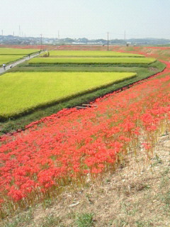 鷺ノ宮周辺（中野区・練馬区）のマッサージサロンｗｉｓｈｔｉｍｅは子供同伴ＯＫ・女性専用